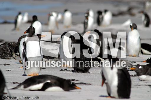 Eselspinguin (79 von 97).jpg